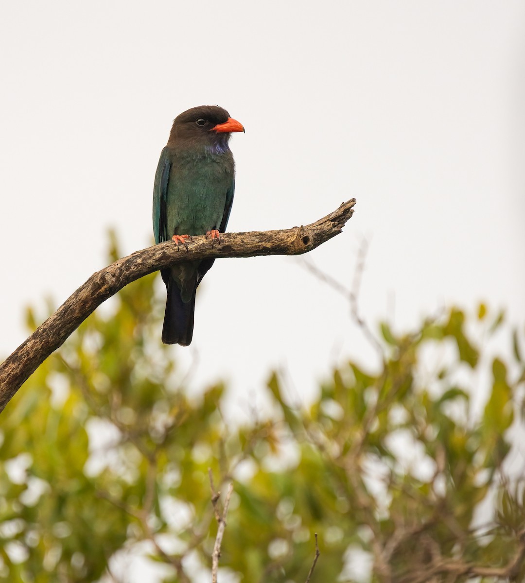 ブッポウソウ - ML647199155