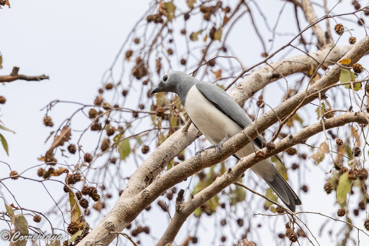 ムナジロオオサンショウクイ - ML647199159