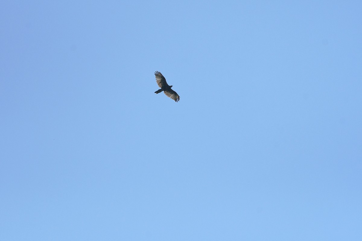 ハチクマ - ML647199160