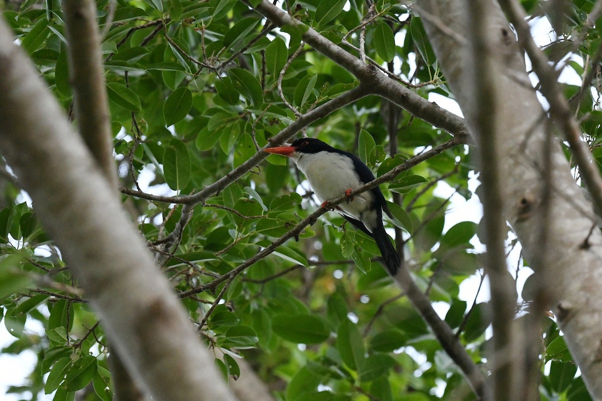 sundaisfugl - ML647199164