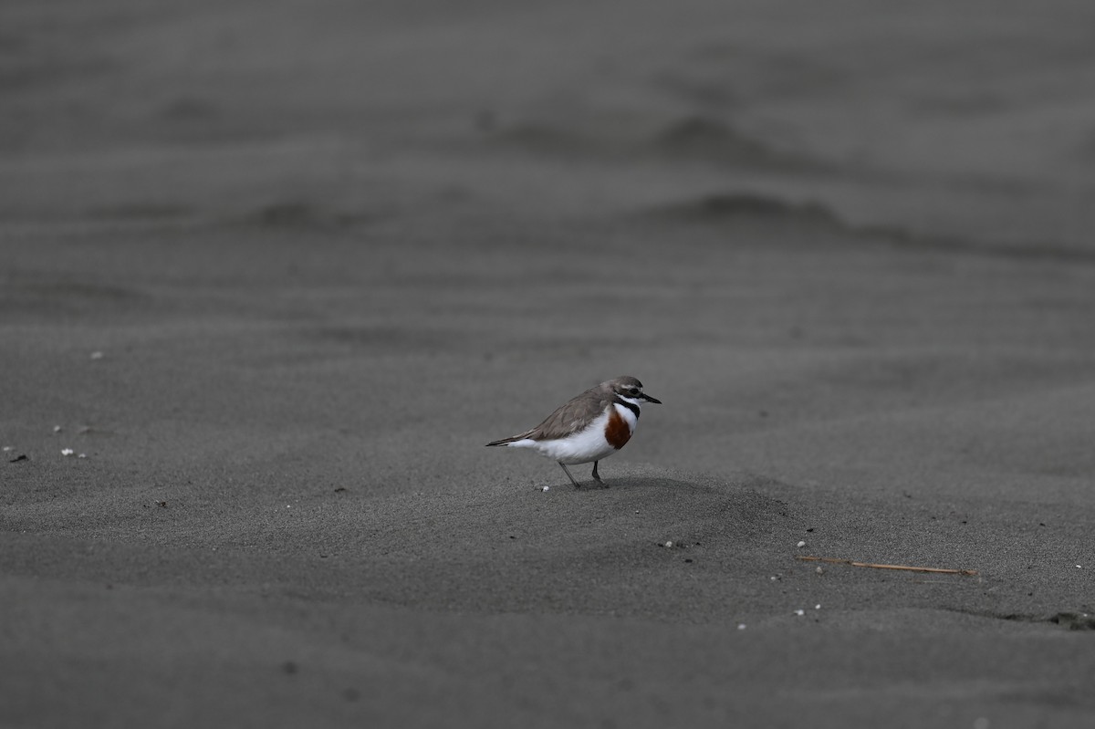 Double-banded Plover - ML647199178