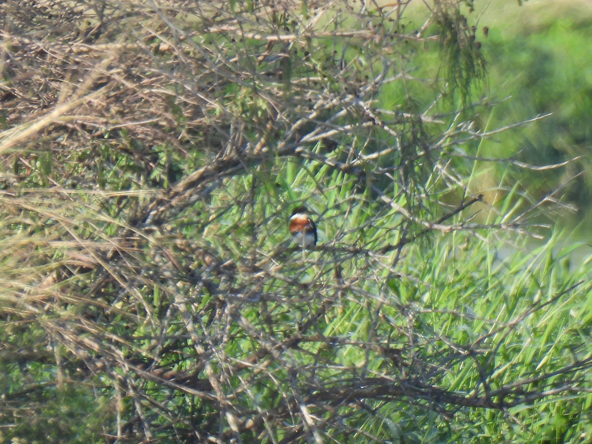 Martín Gigante Norteamericano - ML647199180