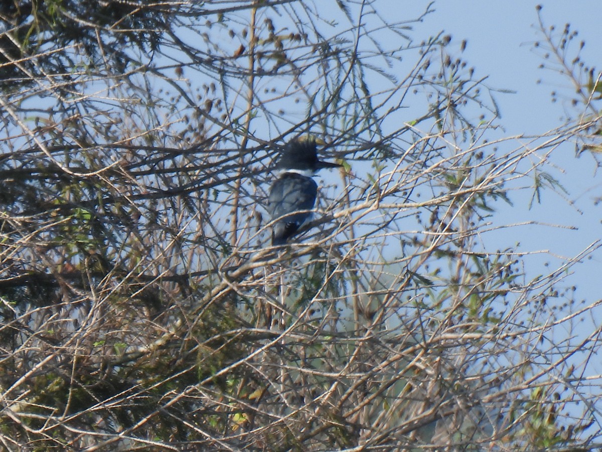 Martín Gigante Norteamericano - ML647199181