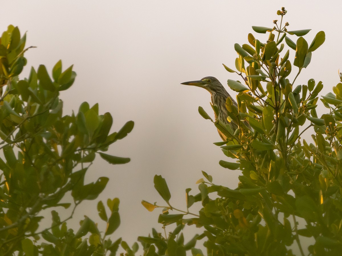 Garcilla China - ML647199183