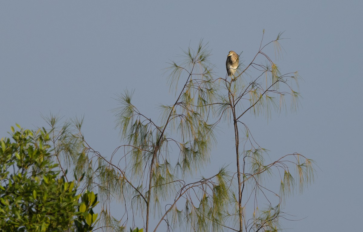 Garcilla China - ML647199185