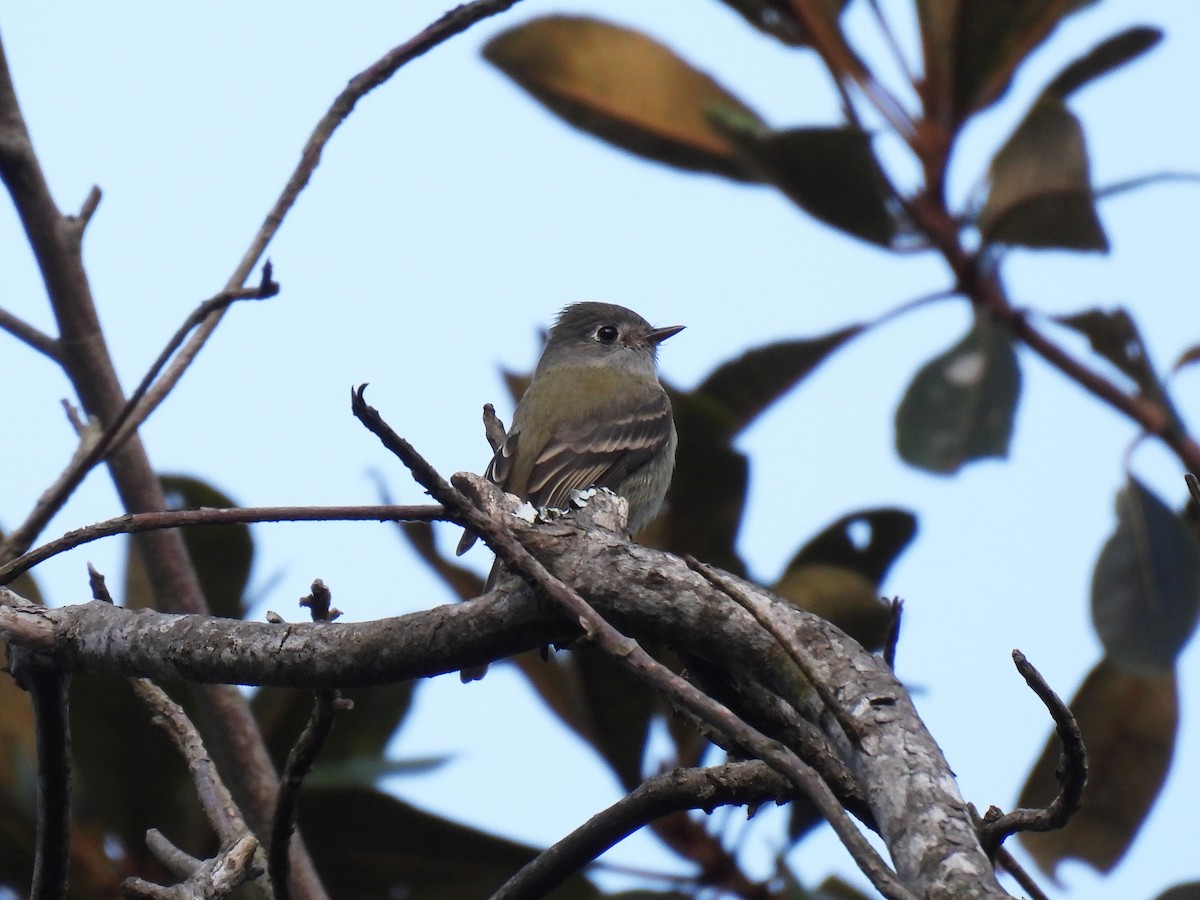 Mosquero de Hammond - ML647199186