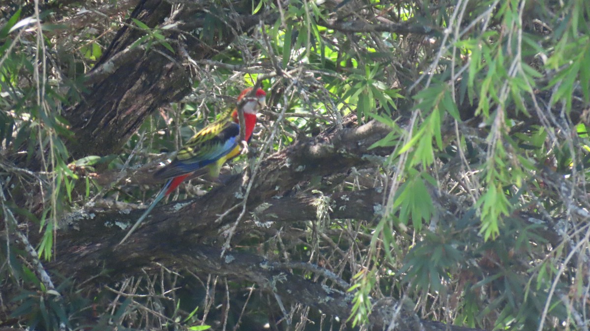 Perico Multicolor - ML647199187