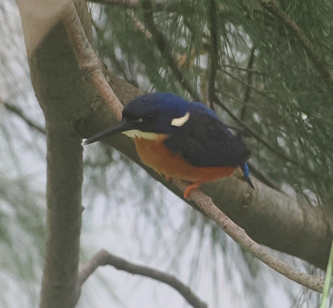 Martín Pescador Azur - ML647199193