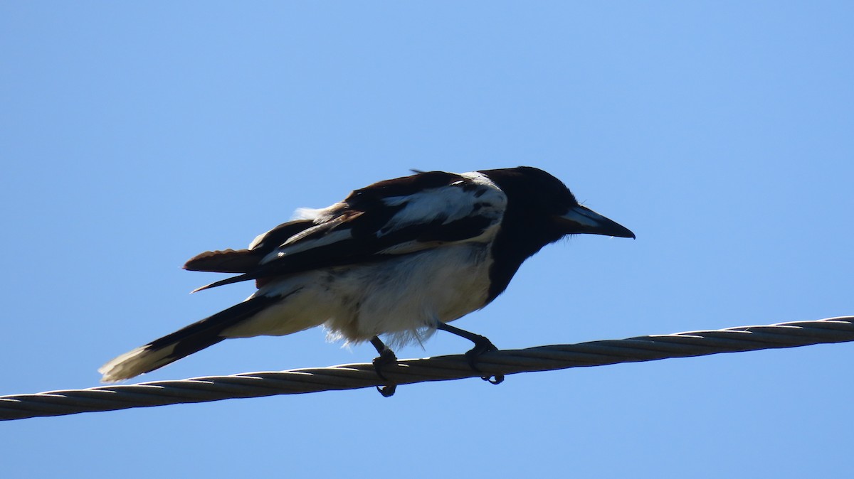 Verdugo Gorjinegro - ML647199194