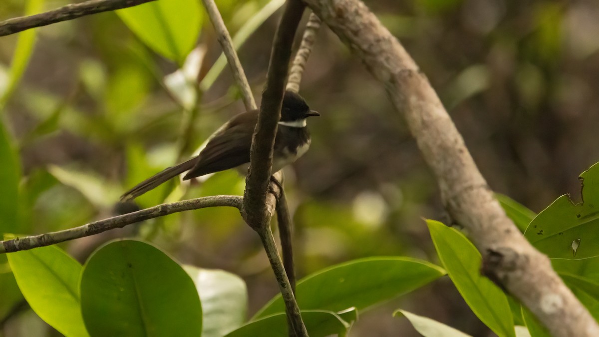 Abanico Pío de la Sonda - ML647199195