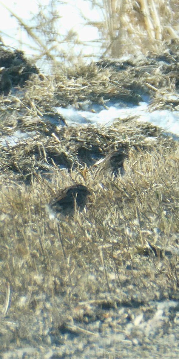 Chingolo Cantor - ML647199196