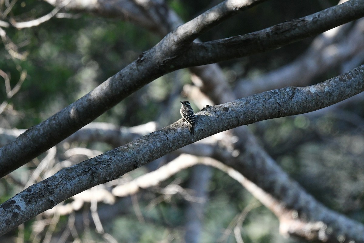 Pico de la Sonda - ML647199197