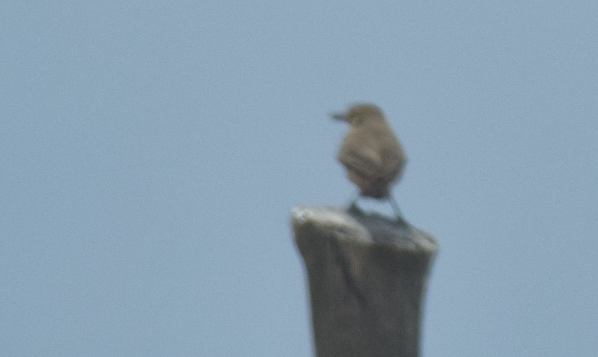 Gaucho Gris - ML647199198