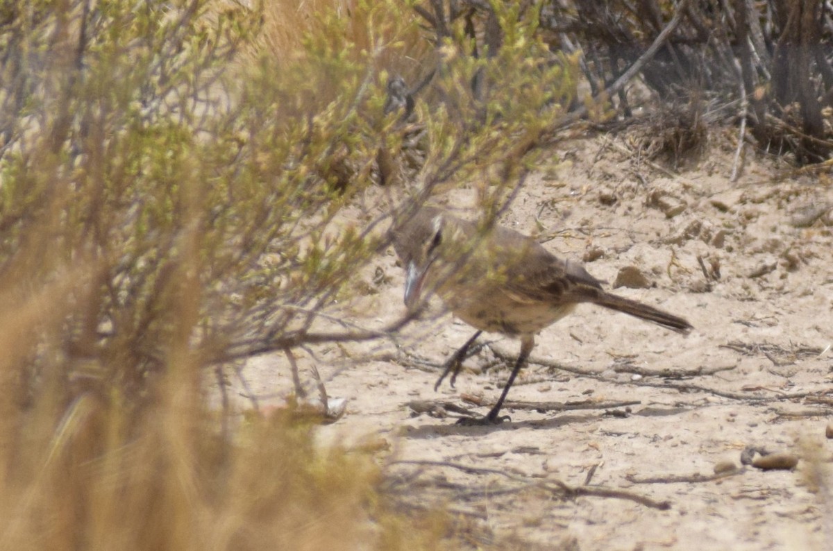 Gaucho Gris - ML647199199