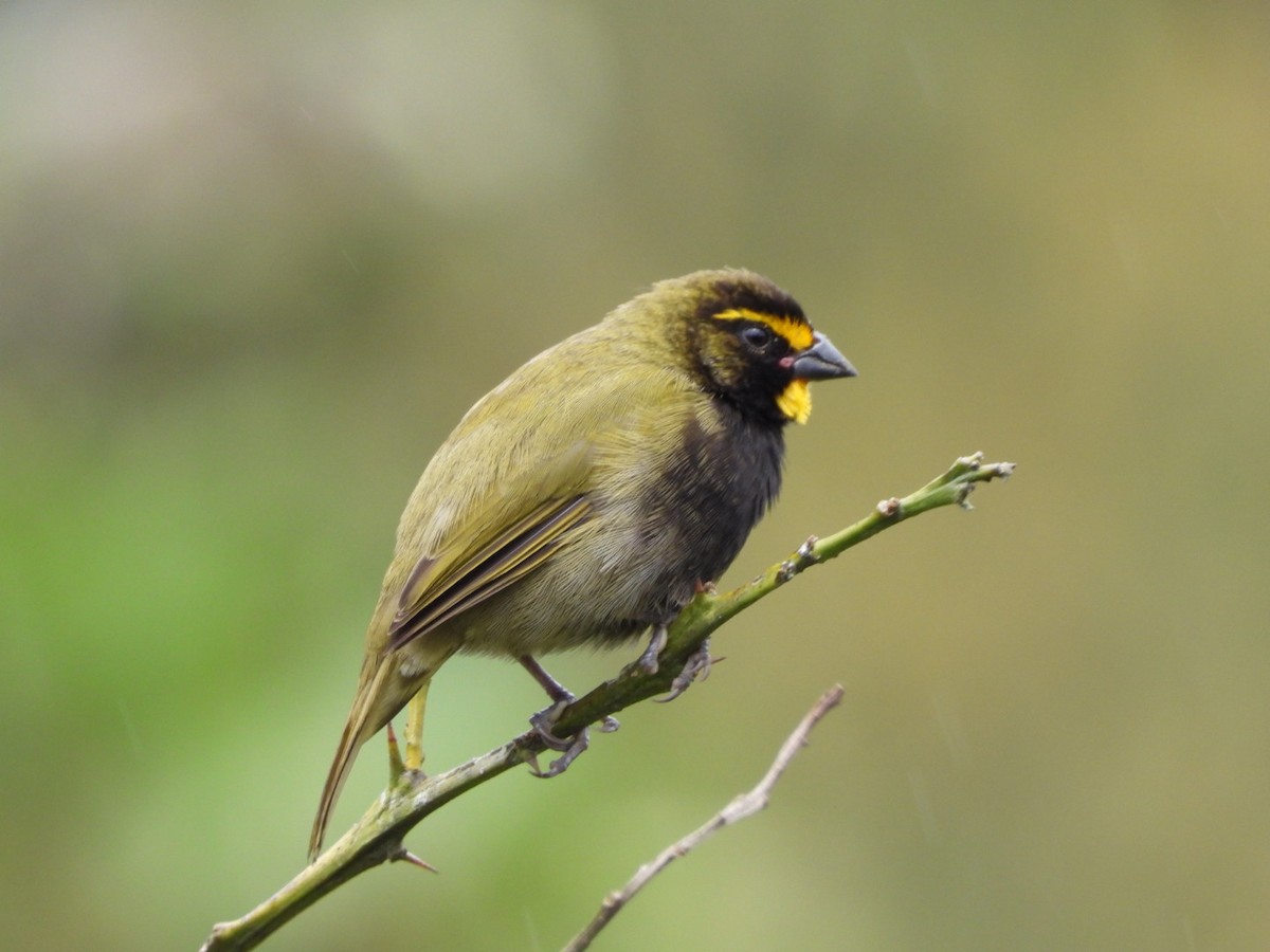 Semillero Tomeguín - ML647199201