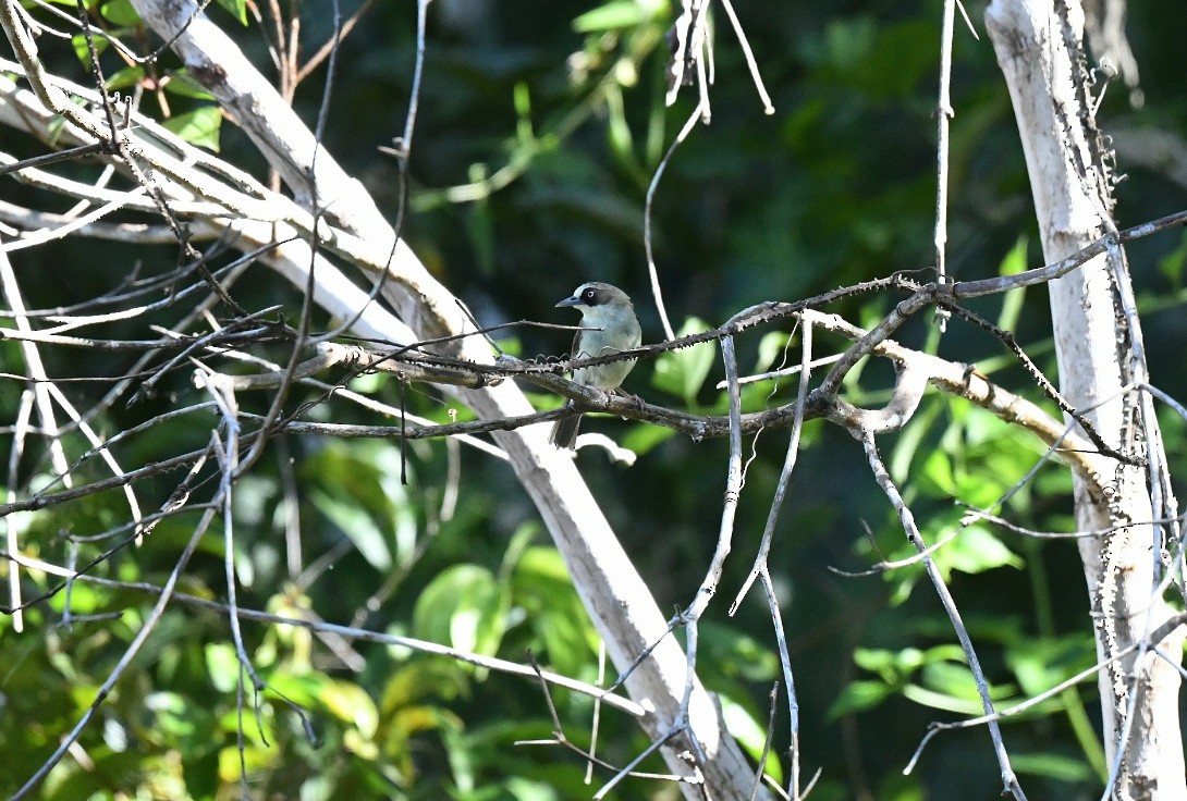 Anteojitos Picogordo - ML647199202