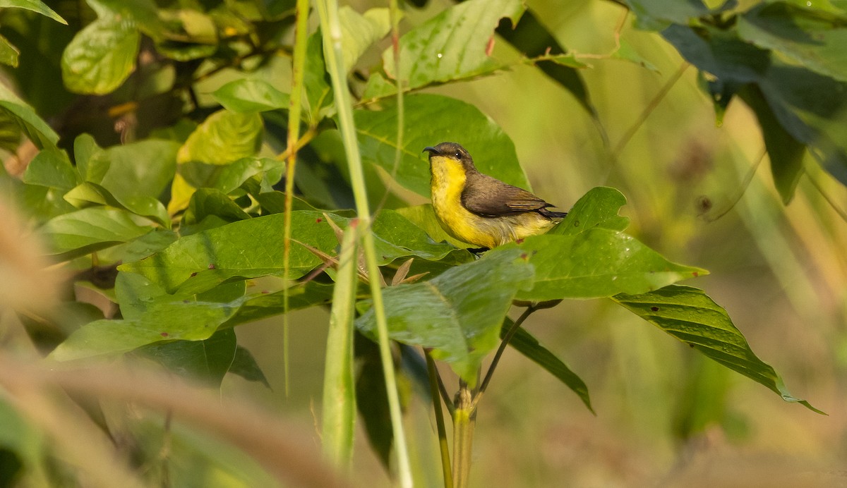 Suimanga Ornado - ML647199203