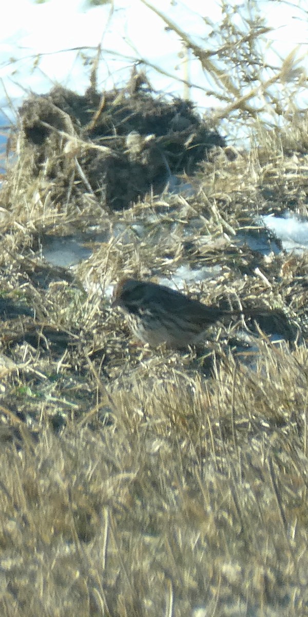 Chingolo Cantor - ML647199204