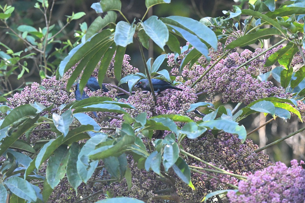 Estornino Colicorto - ML647199207