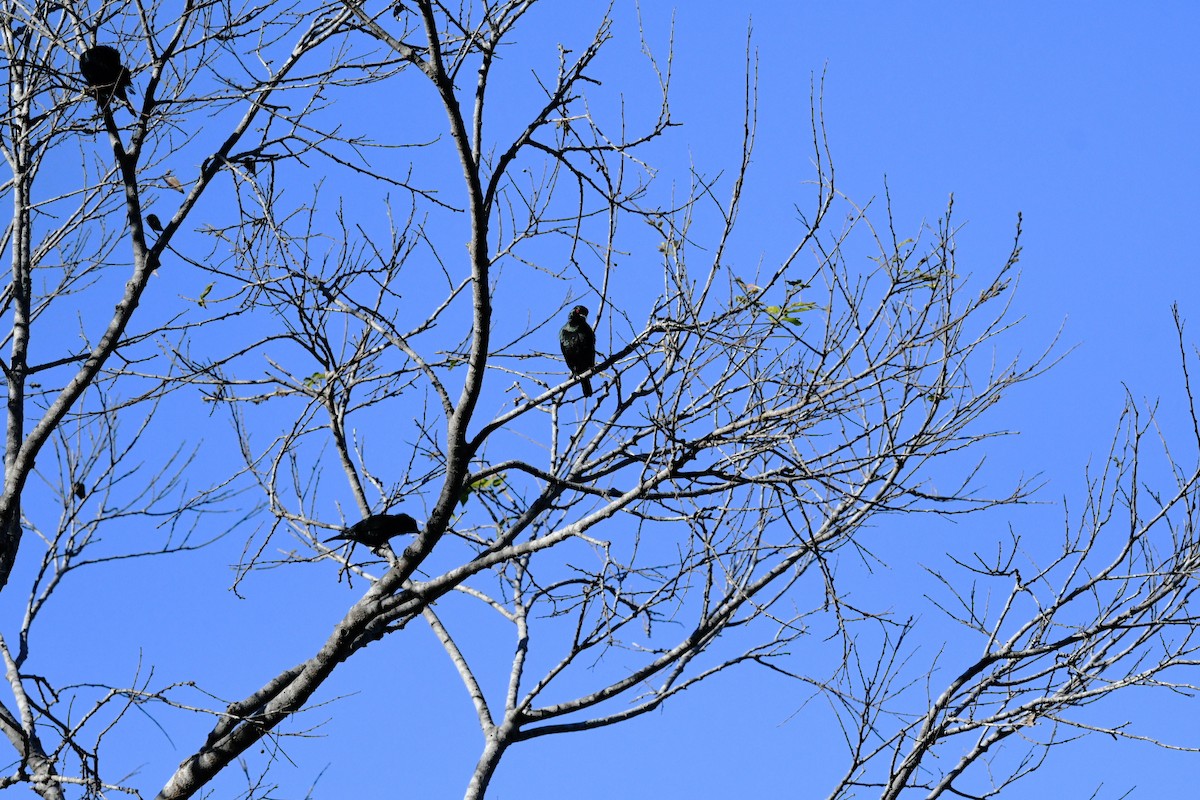 Estornino Colicorto - ML647199208