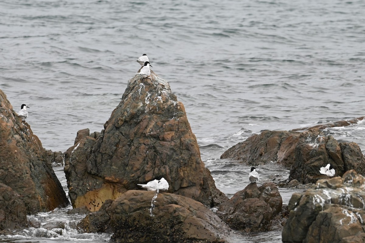 Charrán Maorí - ML647199209