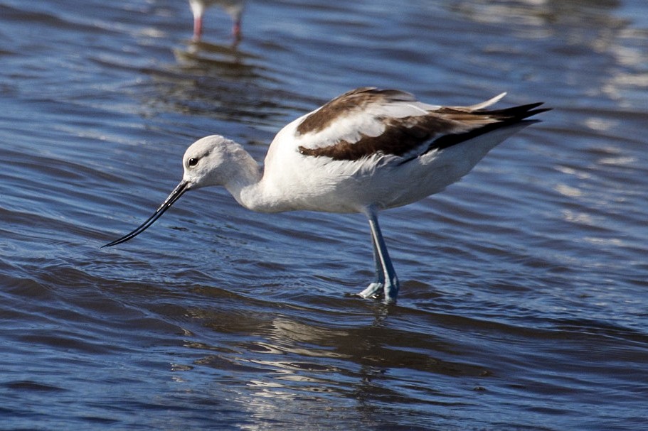 Avoceta Americana - ML647199217