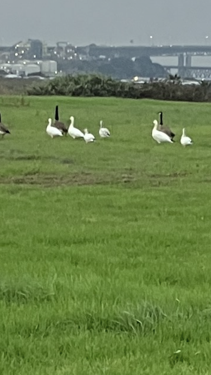 Snow Goose - ML647199221