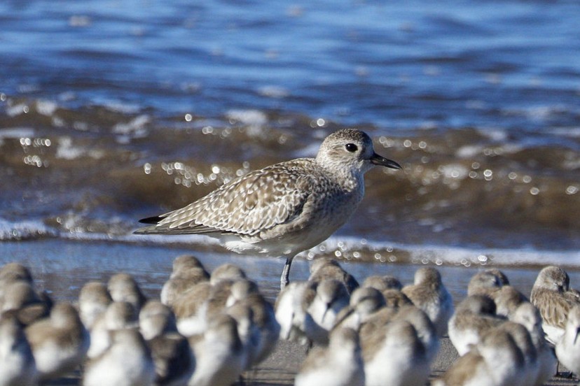 Pivieressa - ML647199223