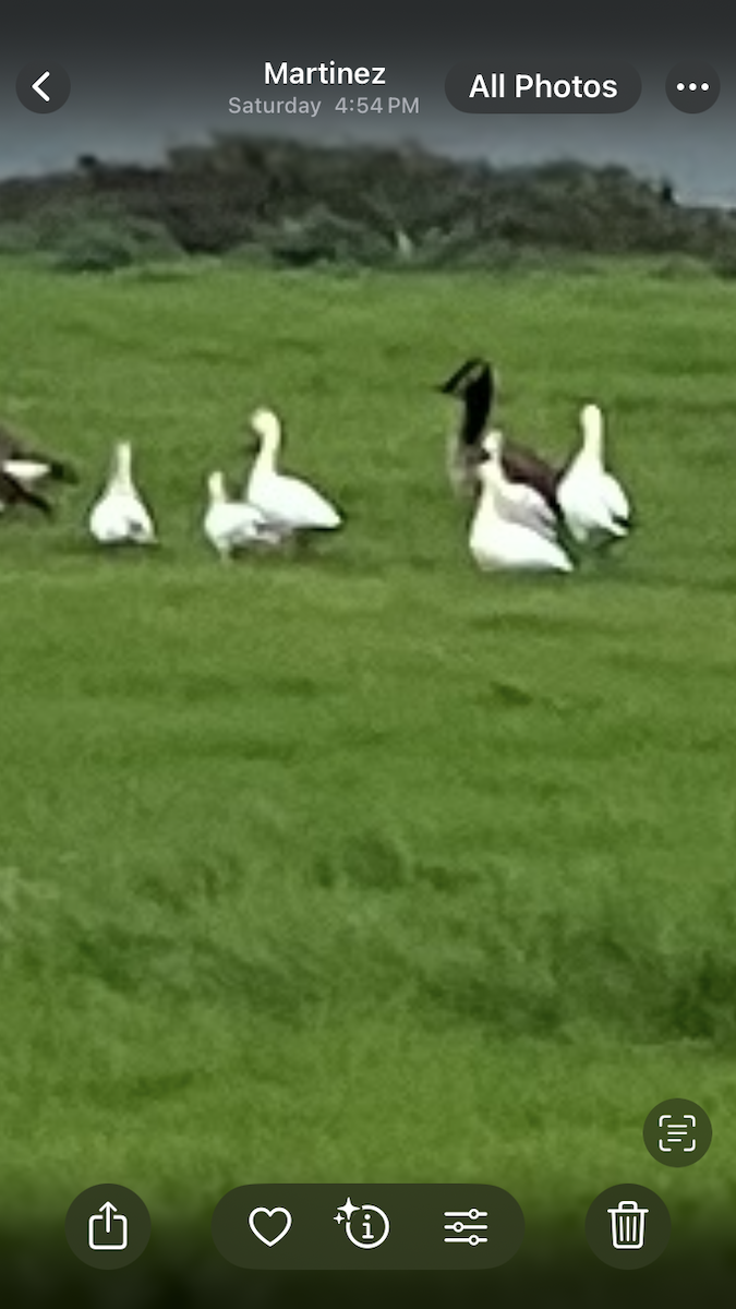 Ross's Goose - ML647199224