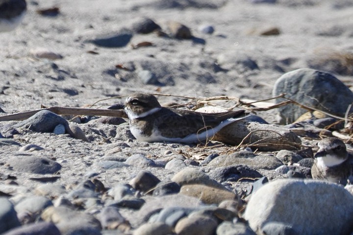 Wilson's Plover - ML647199238