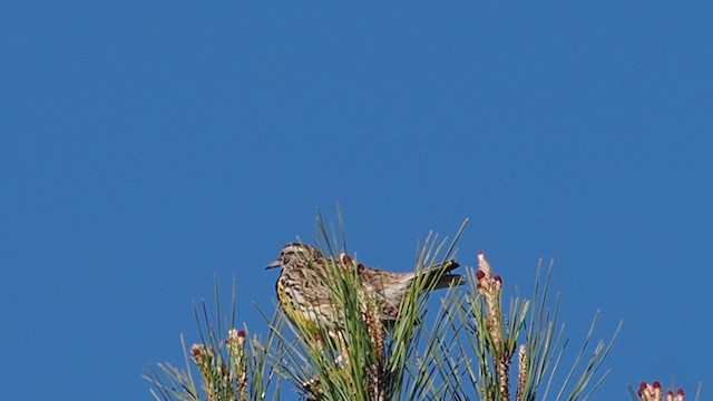 Шпаркос західний - ML647199241