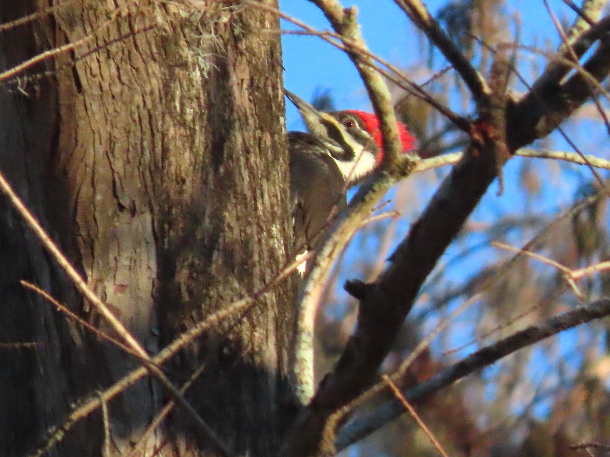 Pileated Woodpecker - ML647199244