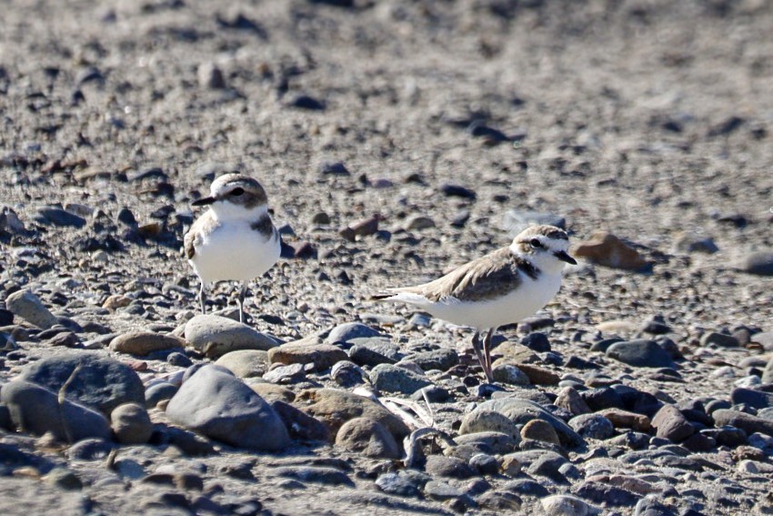 Snowy Plover - ML647199253