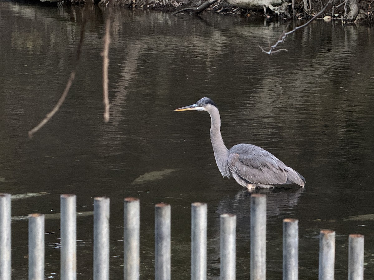 Great Blue Heron - ML647199254
