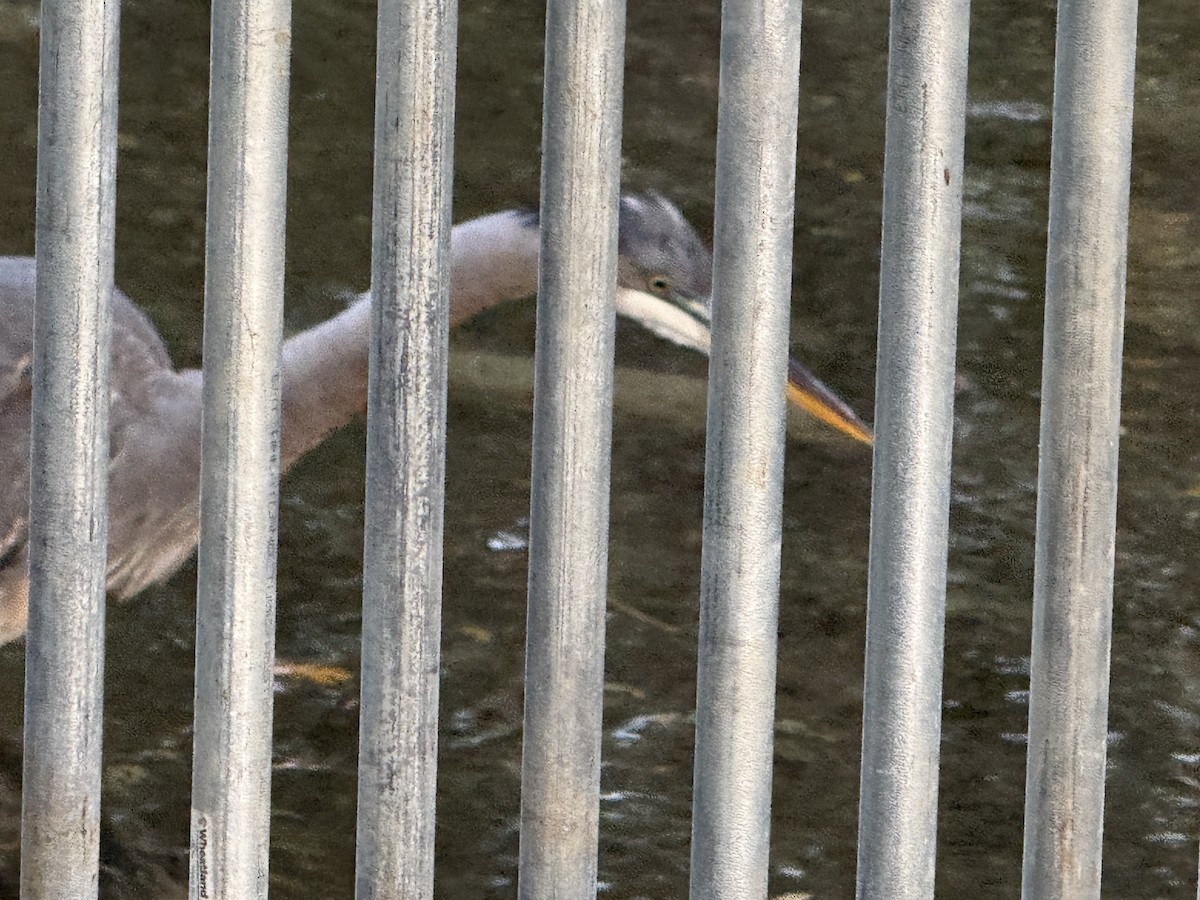 Great Blue Heron - ML647199255