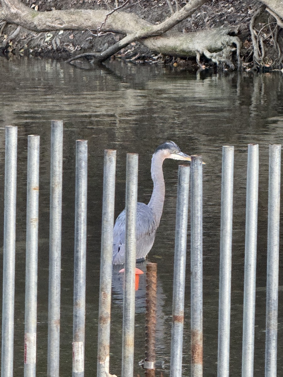 Great Blue Heron - ML647199256