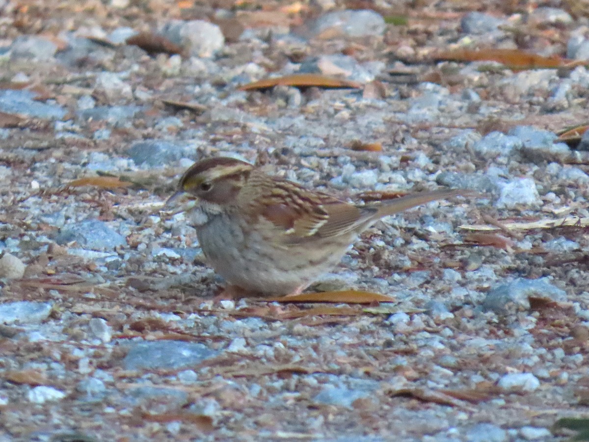 Weißkehlammer - ML647199258