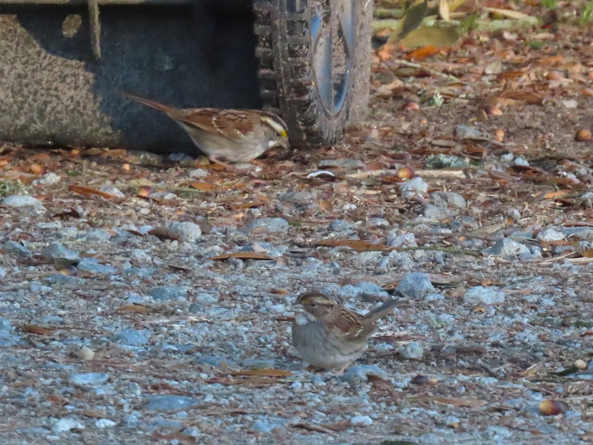 Weißkehlammer - ML647199259