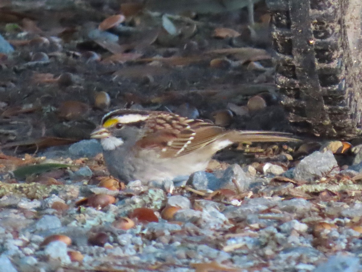 Weißkehlammer - ML647199260