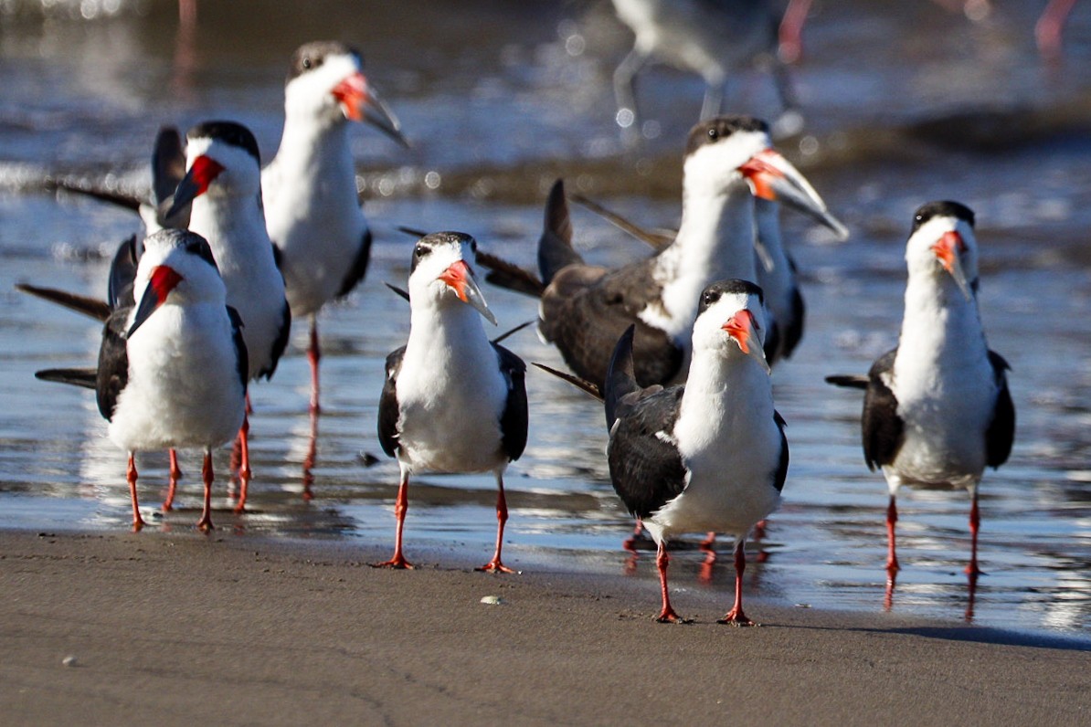 Amerikascherenschnabel - ML647199264