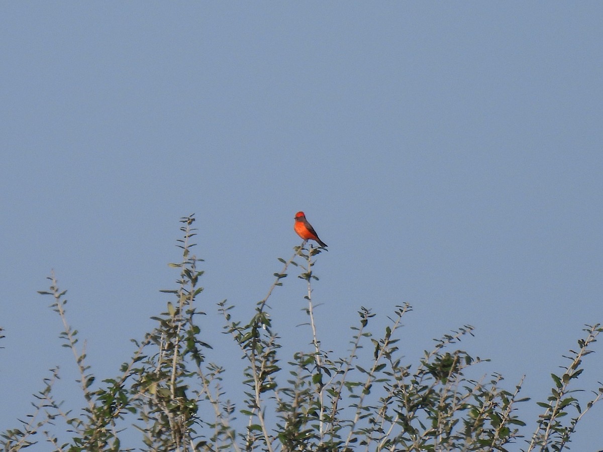 Rubintyrann - ML647199265