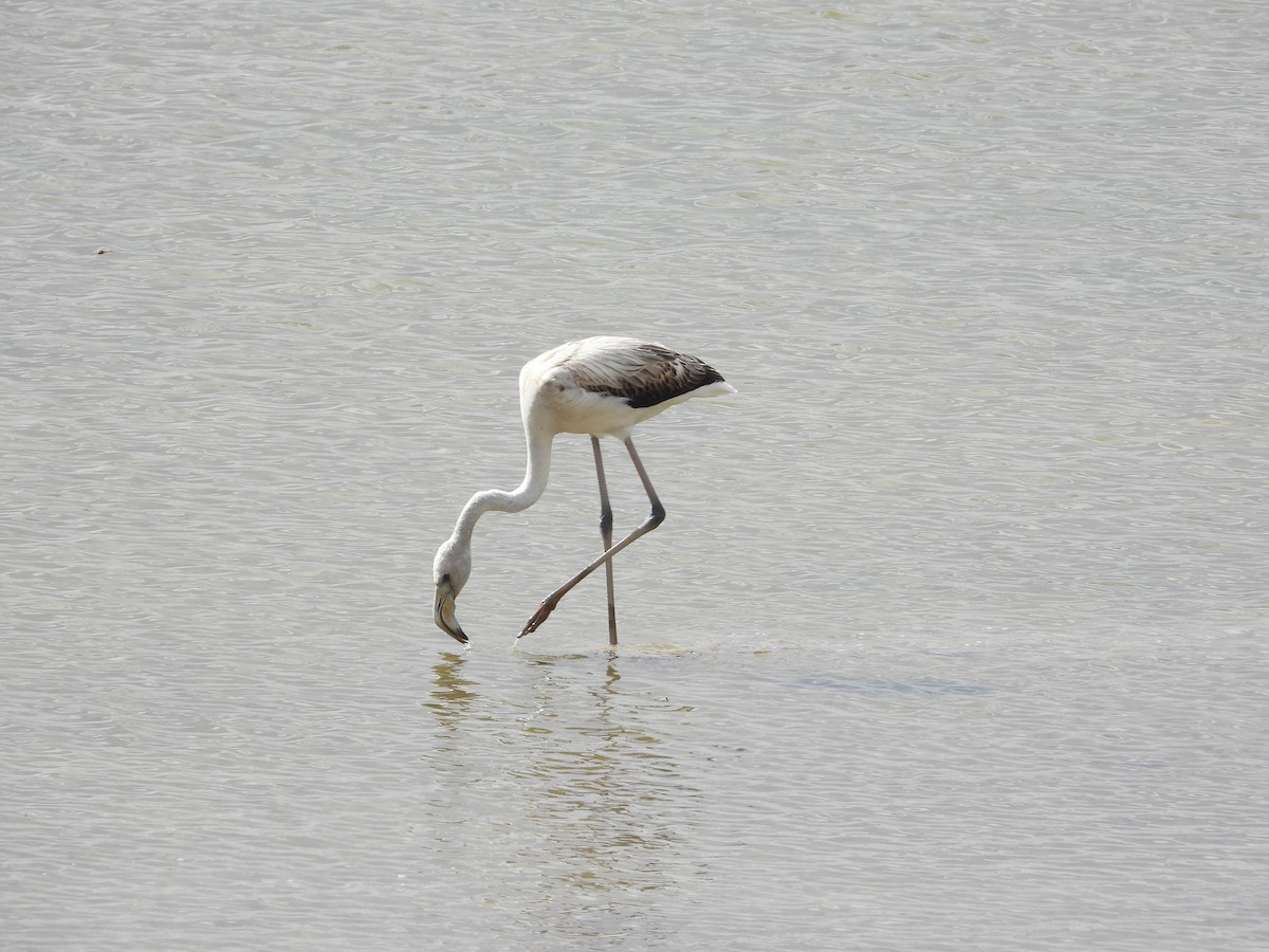 Rosaflamingo - ML647199266