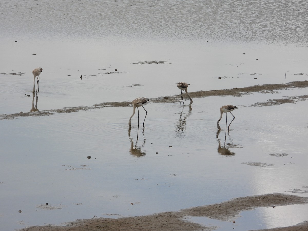 Rosaflamingo - ML647199267