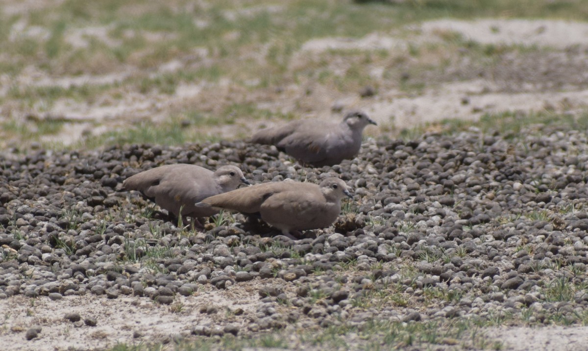Aymaratäubchen - ML647199269