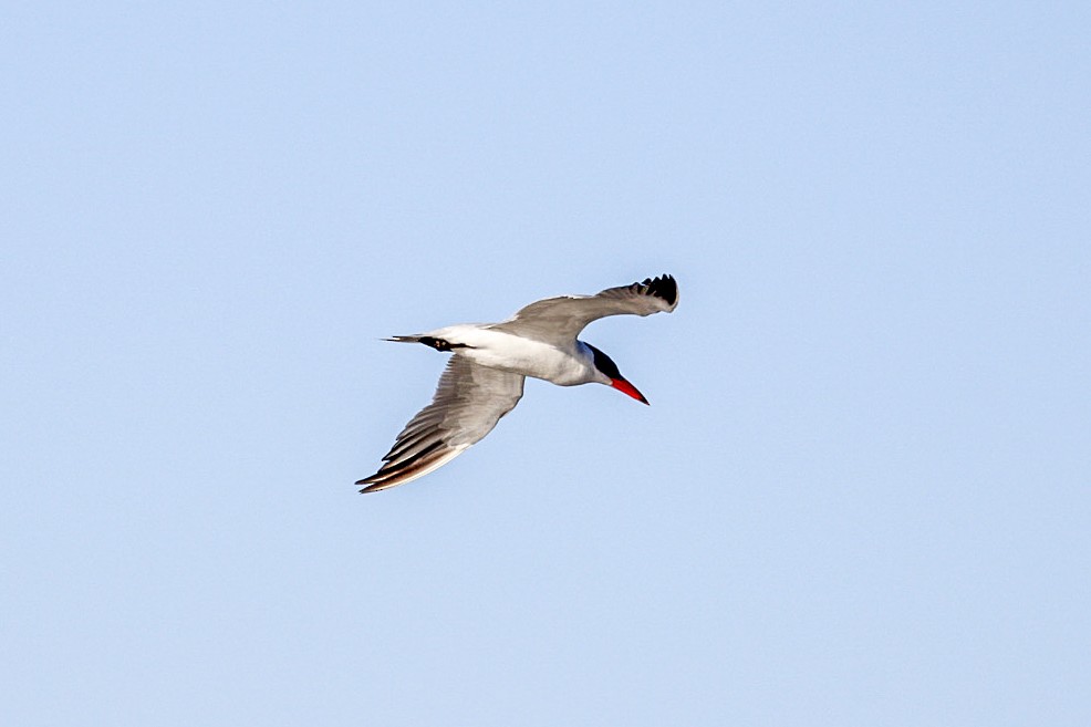 Raubseeschwalbe - ML647199270