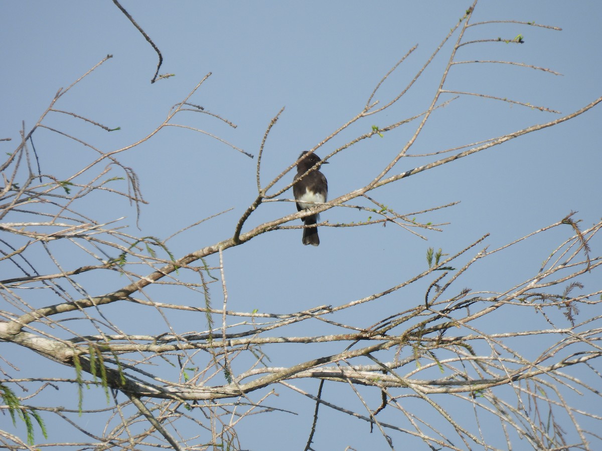 Schwarzkopf-Phoebetyrann - ML647199273