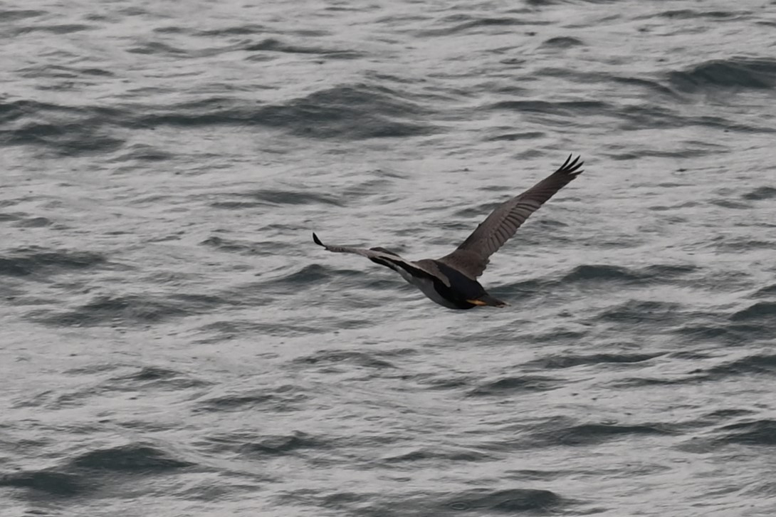 Tüpfelscharbe - ML647199274