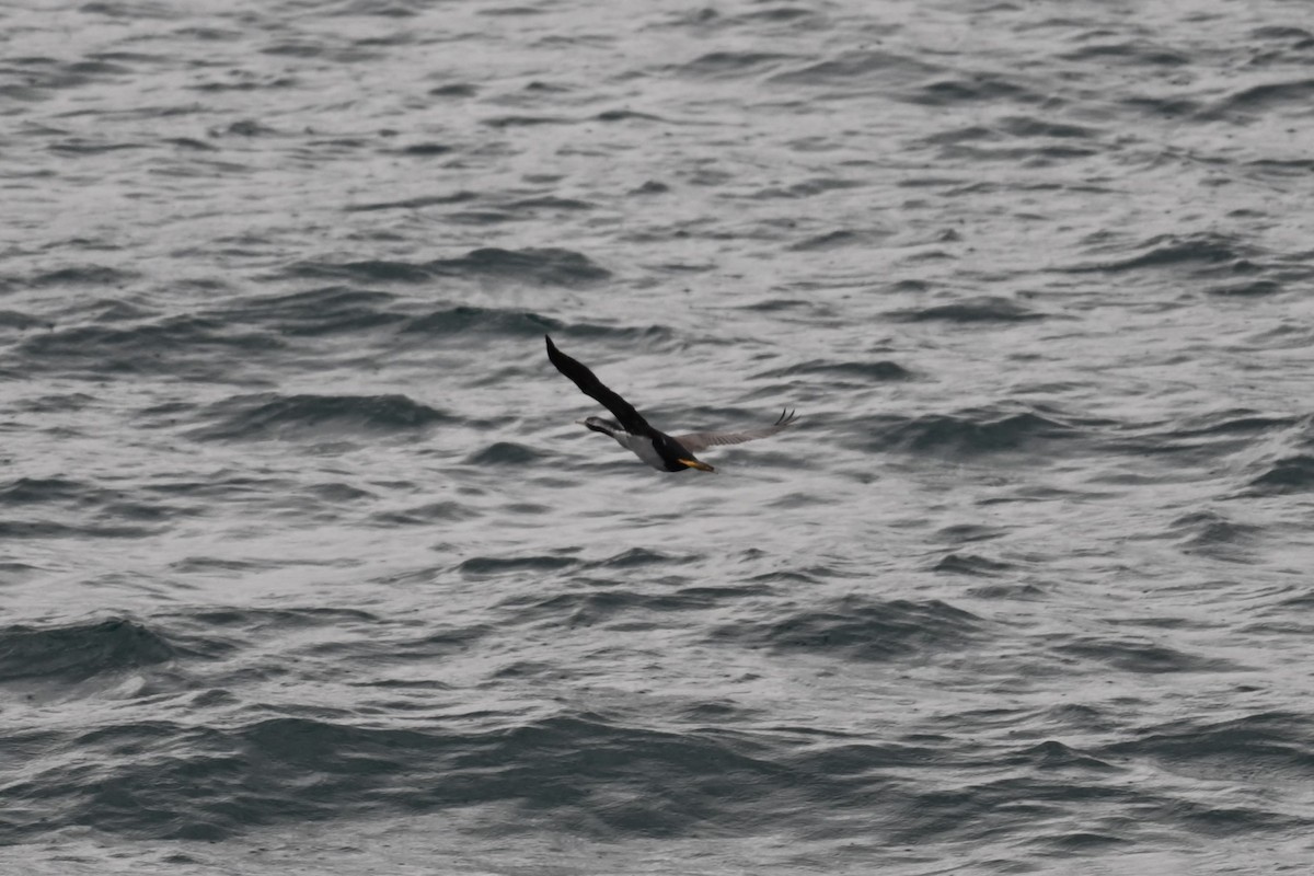 Tüpfelscharbe - ML647199275