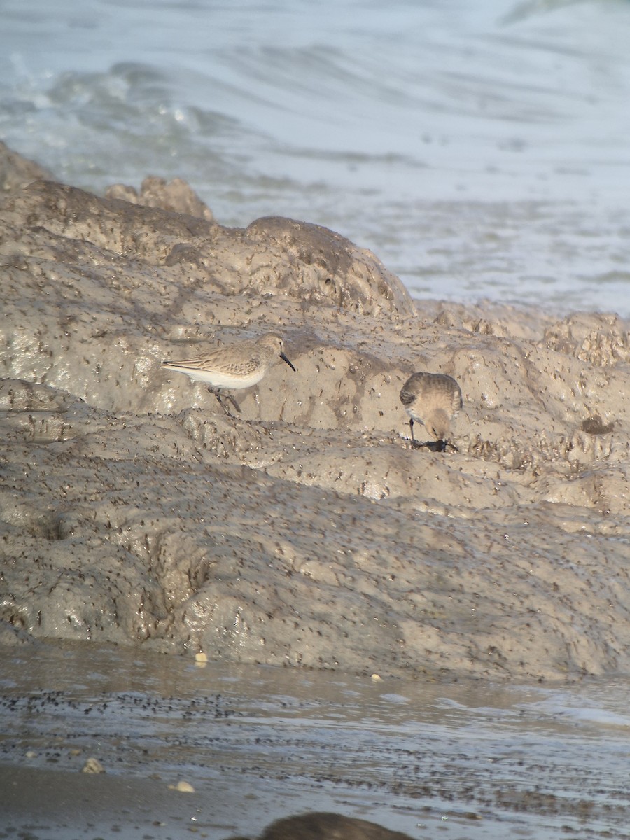 Alpenstrandläufer - ML647199276