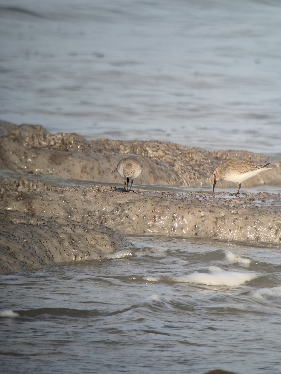 Alpenstrandläufer - ML647199277